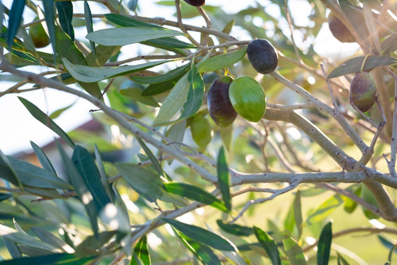 Agriturismo Terre Di Castiglione Castiglione della Pescaia Kültér fotó